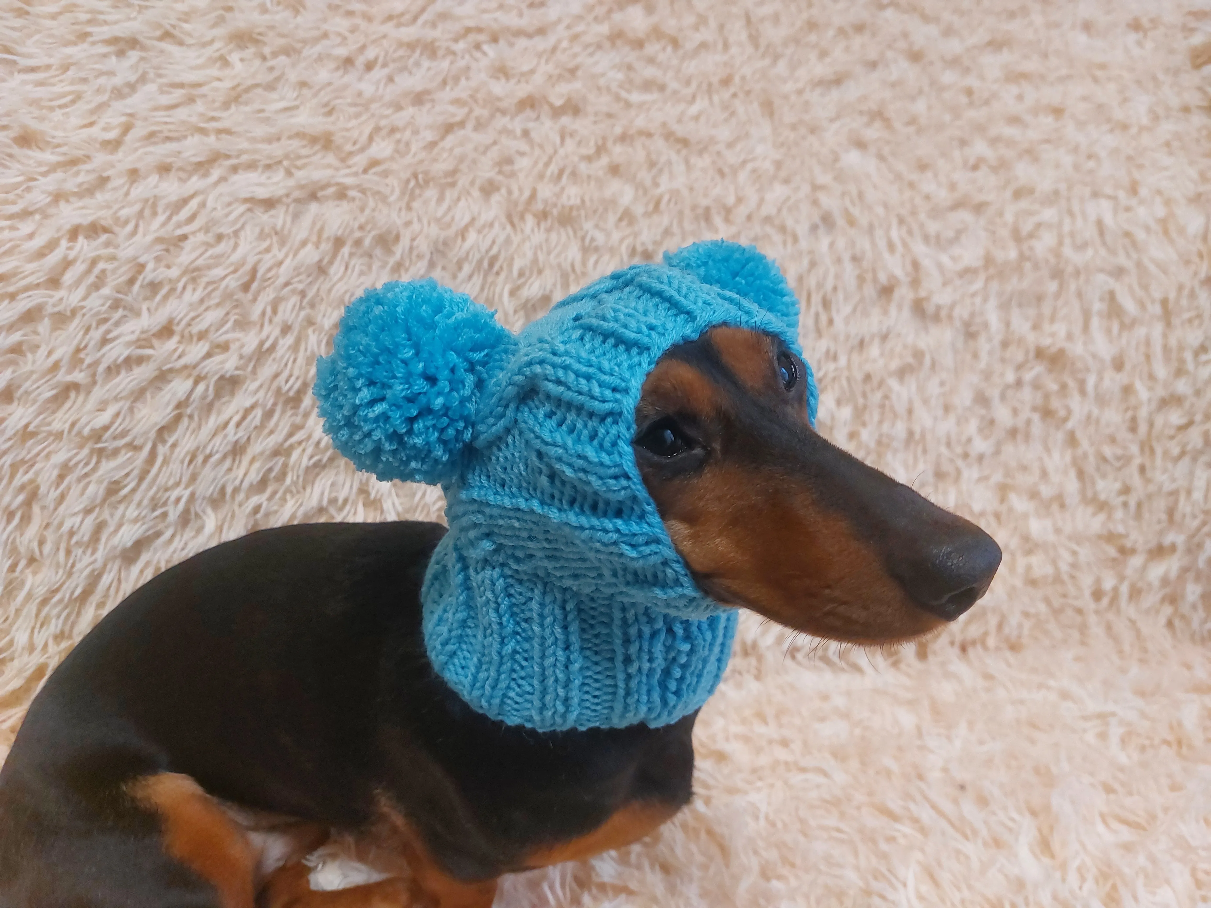 Hat for dog with two pompons, hat for dachshund with two pompons