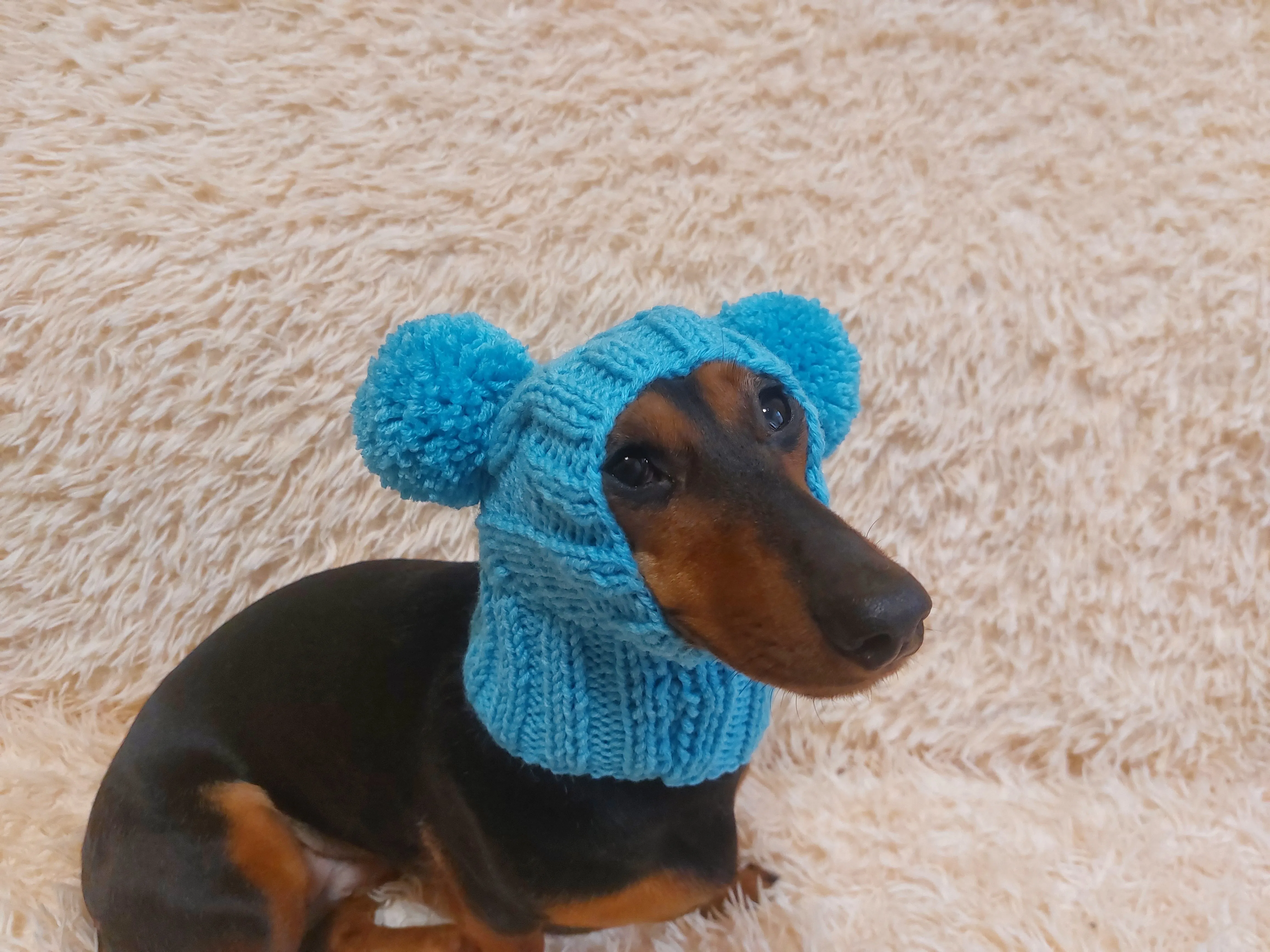 Hat for dog with two pompons, hat for dachshund with two pompons